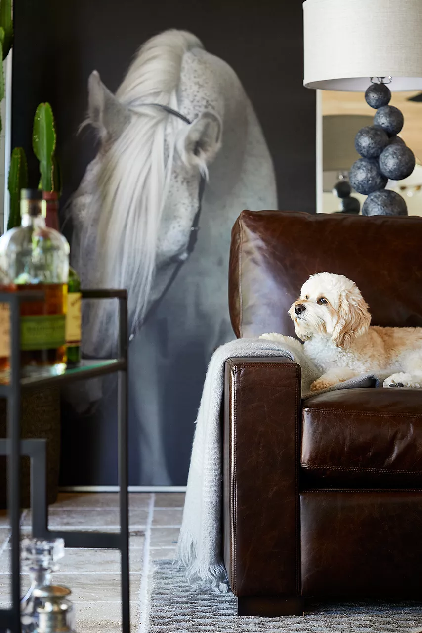 Detailed shot of dog lounging on Mason sofa with track arms